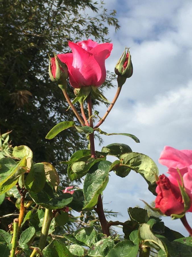 Gites Jardin-darcy Bois Extérieur photo